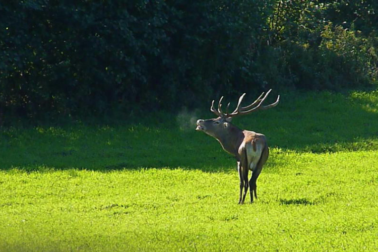 Szarvasbőgés az Ökoháznál