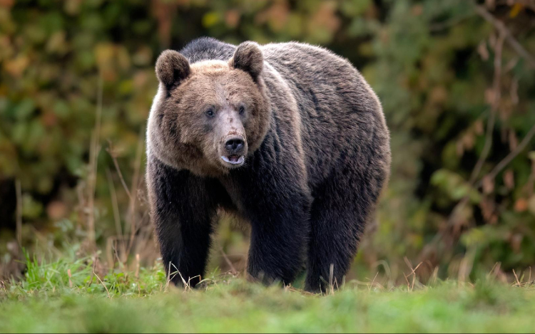 Kevesebbet alszanak a medvék a szlovák hegyekben az enyhe tél miatt