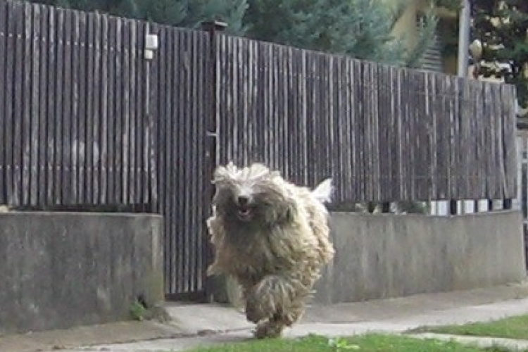 Komondor támadott meg egy idős férfit Tamásiban