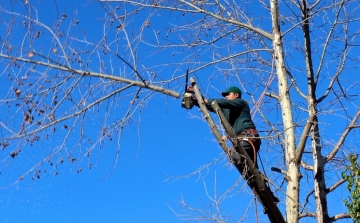 Fákat metszenek meg a lakótelepen