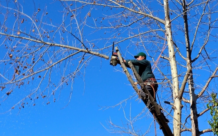 Fákat metszenek meg a lakótelepen