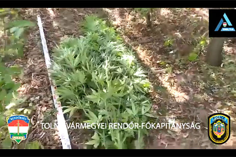 Iregszemcsén bukott le egy cannabistermesztő – videó a cikkben