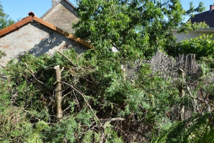 Árnyékolta a területét, hát levágatta a szomszéd tujáit