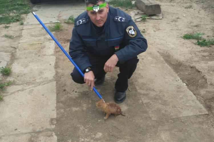 Megmentették a kiscicát