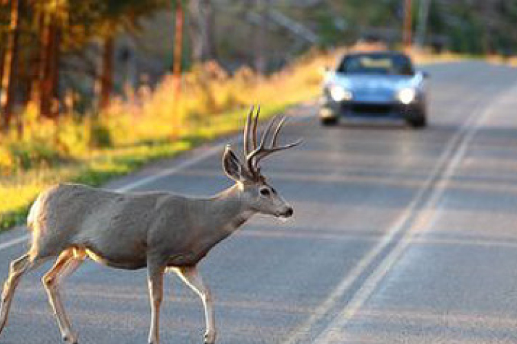 Vadbalesetek a megyében