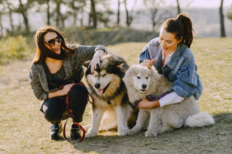 Ebösszeírást tartanak Tamásiban