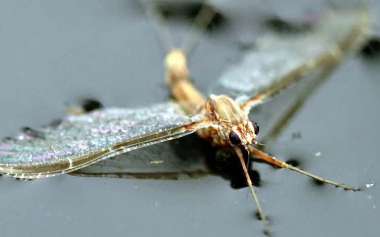 Idén kisebb árvaszúnyograjzás várható a Balatonnál